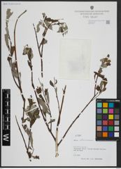 Foto von Salix atrocinerea Brot.